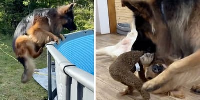 Aufnahmen aus dem Video des Hundes