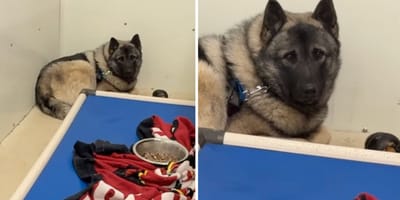 Immagini del video del cane