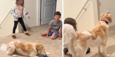 Capturas del vídeo del perro