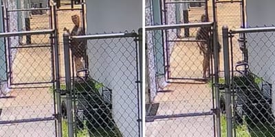 Captures de la vidéo du chien abandonné