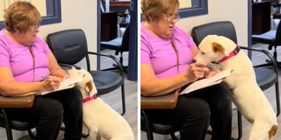 Captures from the video of the adopted dog