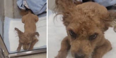 Captures from the video of the dog at the shelter