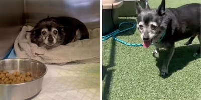 Screenshots from the video of the dog in his shelter cage