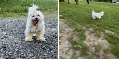 Captures de la vidéo du chien qui court comme un chiot