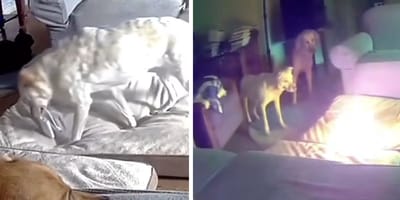 Stills from the video of the dog starting the fire