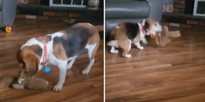 Beelden uit de video van de hond die zijn speeltje ontdekt