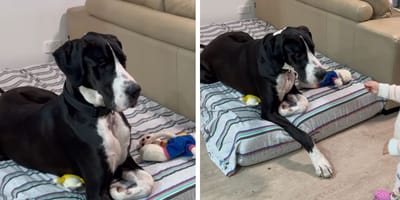 Captures de la vidéo du chien qui refusait de manger