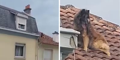 Capturas del vídeo del perro en el tejado