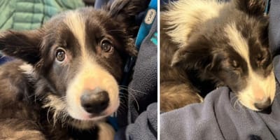 Capturas del vídeo de la cachorra