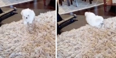 A tiny white Maltese puppy playing on a large, fluffy white rug
