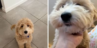 Screenshots from the TikTok video