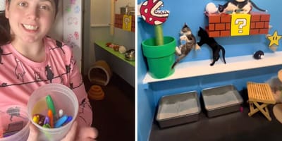 Screenshots from the TikTok video of the kittens