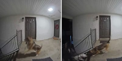 Kadry z wideo psa na TikToku