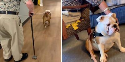 Stills from the TikTok video of the Bulldog and the elderly man