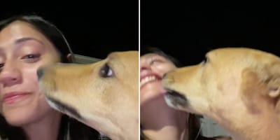 Screenshots from the TikTok video of the street dog