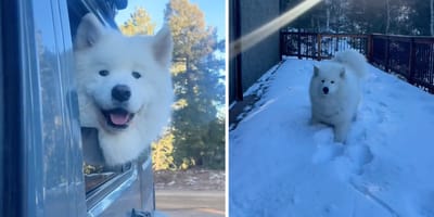 Fotogrammi del video TikTok del cane che scopre la montagna