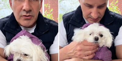 Vet holding dog