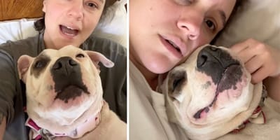 Captures from several videos of the dog named Molly