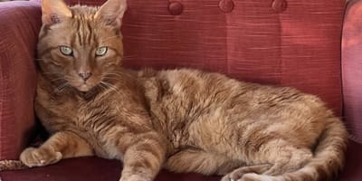 Carlo Boszhard neemt afscheid van kat