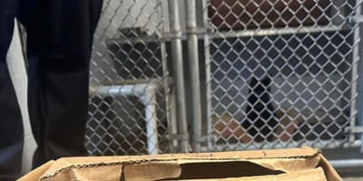 The cardboard box the puppy was found in