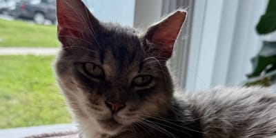 Cashmere le chat