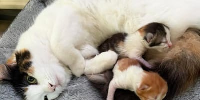 Cassava la chatte