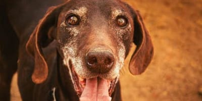 castaño-perro-abuelo-en-adopcion