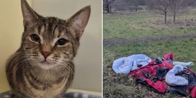 Cat abandoned by broken tent in field