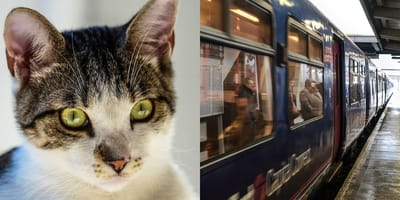 Cat and train