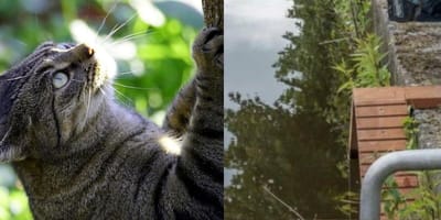 Cat climbing / wooden stairs by canal