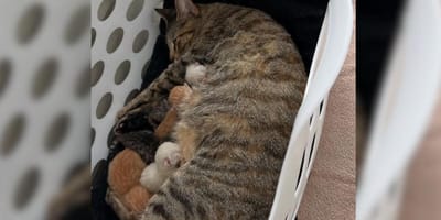 Cat feeding kittens