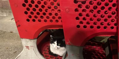 Katze in einem Einkaufswagen