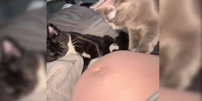 Cat kneading pregnant bump