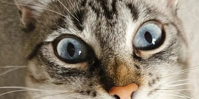 Kat met menselijke lippen