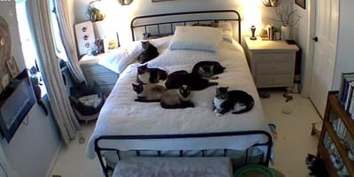 Cats spread out on double bed