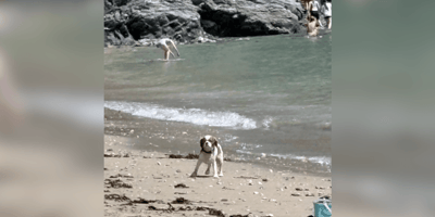 Cavelier King Charles Spaniel lost on beach in Devon