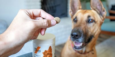 CBD voor honden, een must-have of onzin?