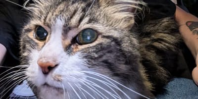 Ce chat âgé a fait le tour du monde