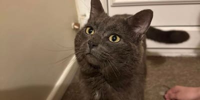 This cat had been missing for two years