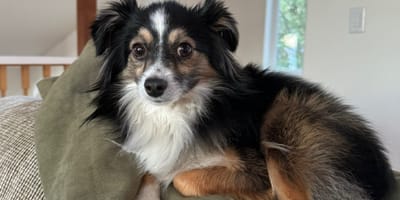 Ce chien est perdu depuis plusieurs semaines