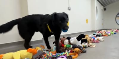 These rescue dogs got to pick their very own toy for the festive season.