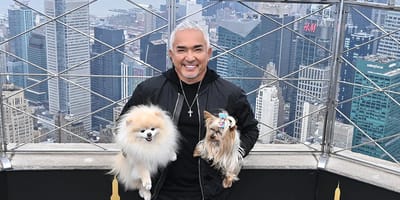 Cesar Milan met tips voor als je op vakantie gaat met je hond