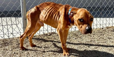 Perro callejero en los huesos