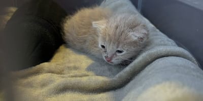 Charlie le chaton
