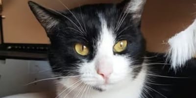 charly-gato-adopcion