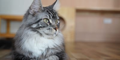chat