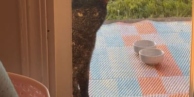 chat