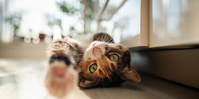 chat