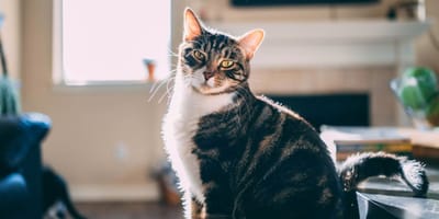 Chat à la maison