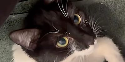 chat abandonné